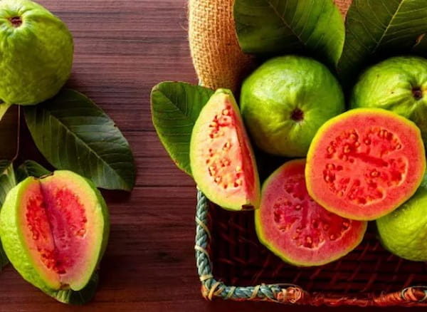 تصویر 5 از قیمت خرید زیتون بندری گواوا با فروش عمده